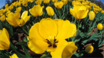 Fond d'écran gratuit de Fleurs - Tulipes numéro 60853